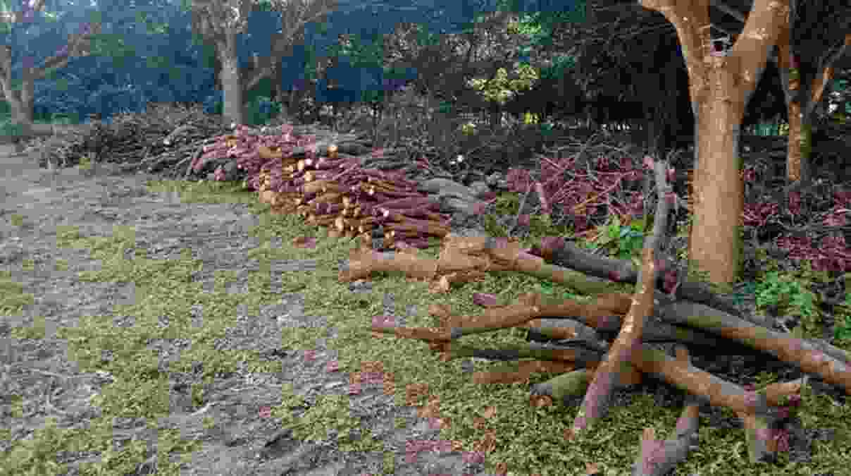 রাজশাহী মেডিকেল বিশ্ববিদ্যালয় ৭০০ গাছ কেটে নিল কারা জানে না প্রশাসন
