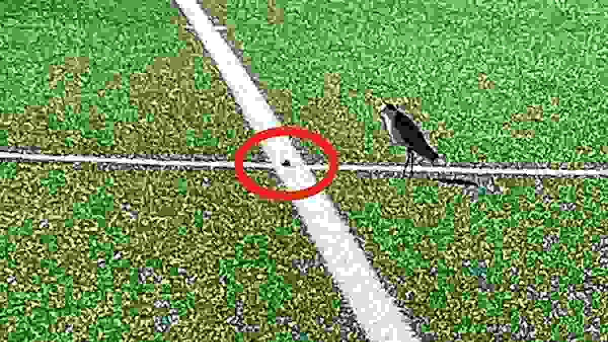 পাখি খেলার মাঠে ডিম পাড়ল, এক মাস মাঠ বন্ধ ঘোষণা